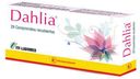 Dahlia